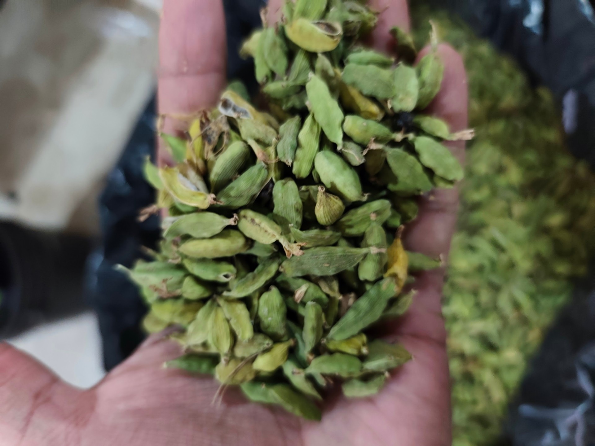 Close-up of green cardamom pods