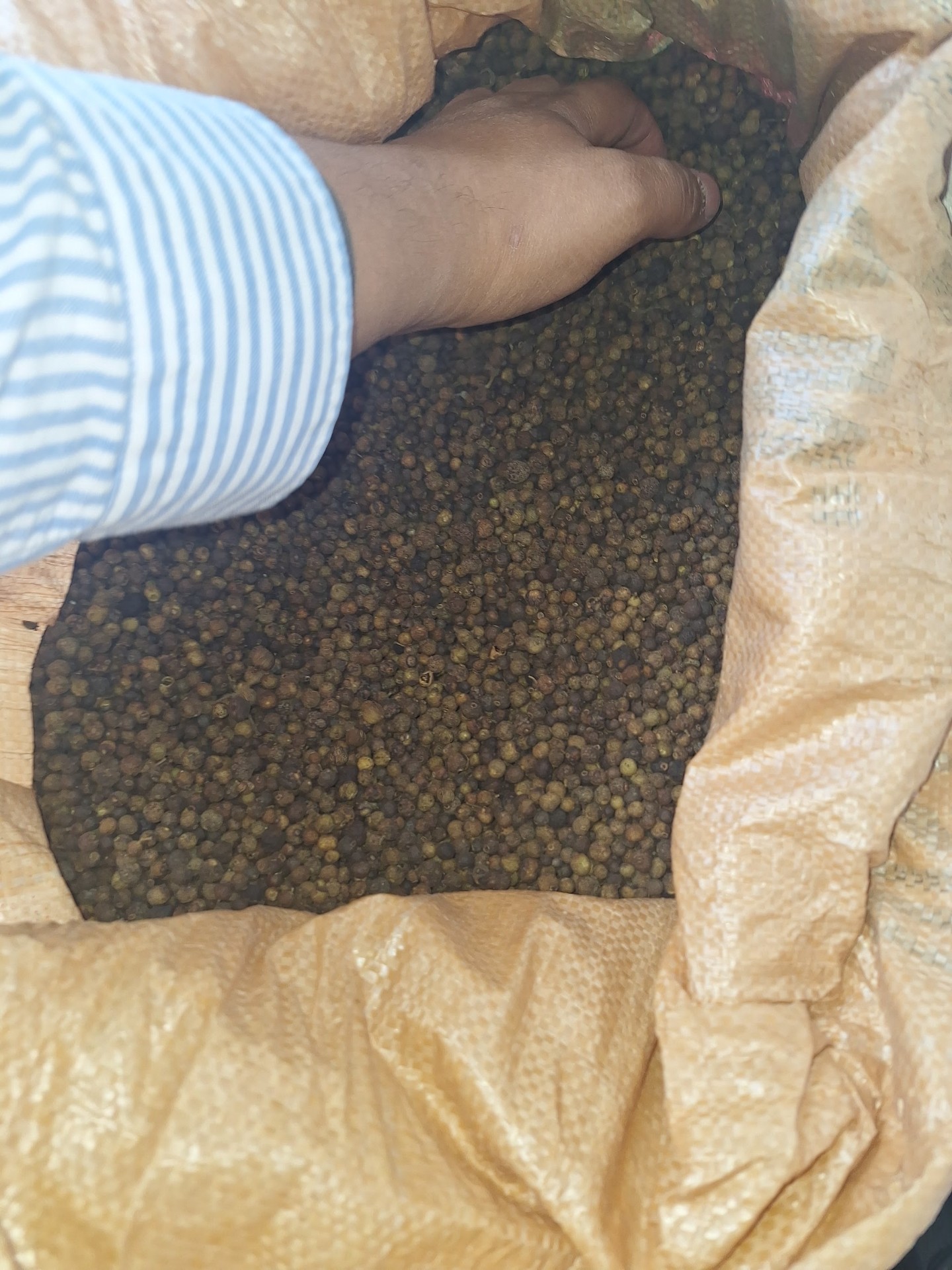 Hand inspecting green pepper in sack