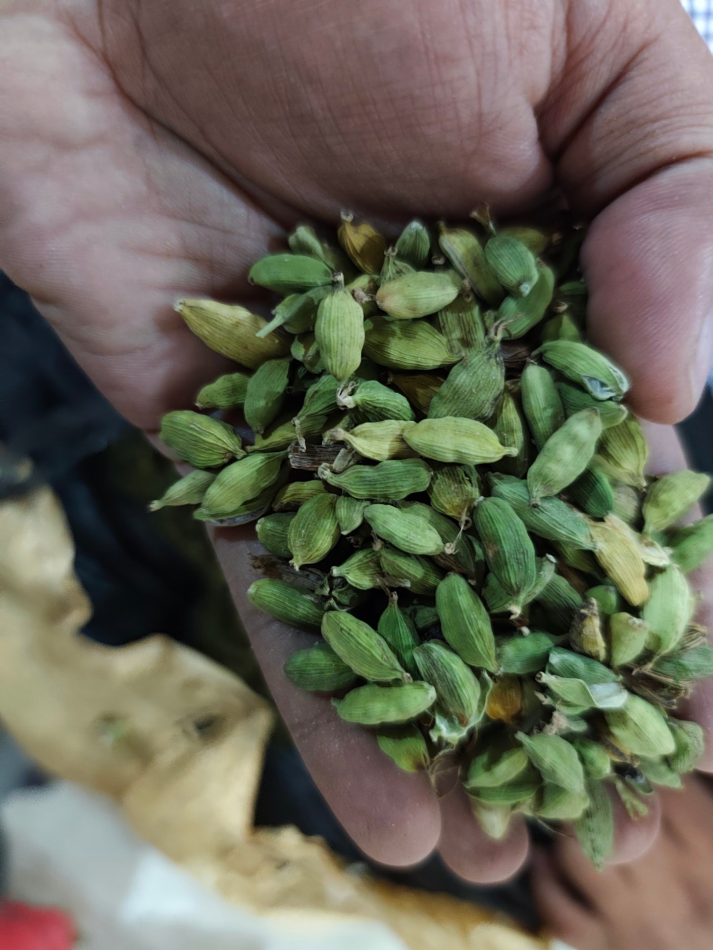 Green cardamom pods in hand