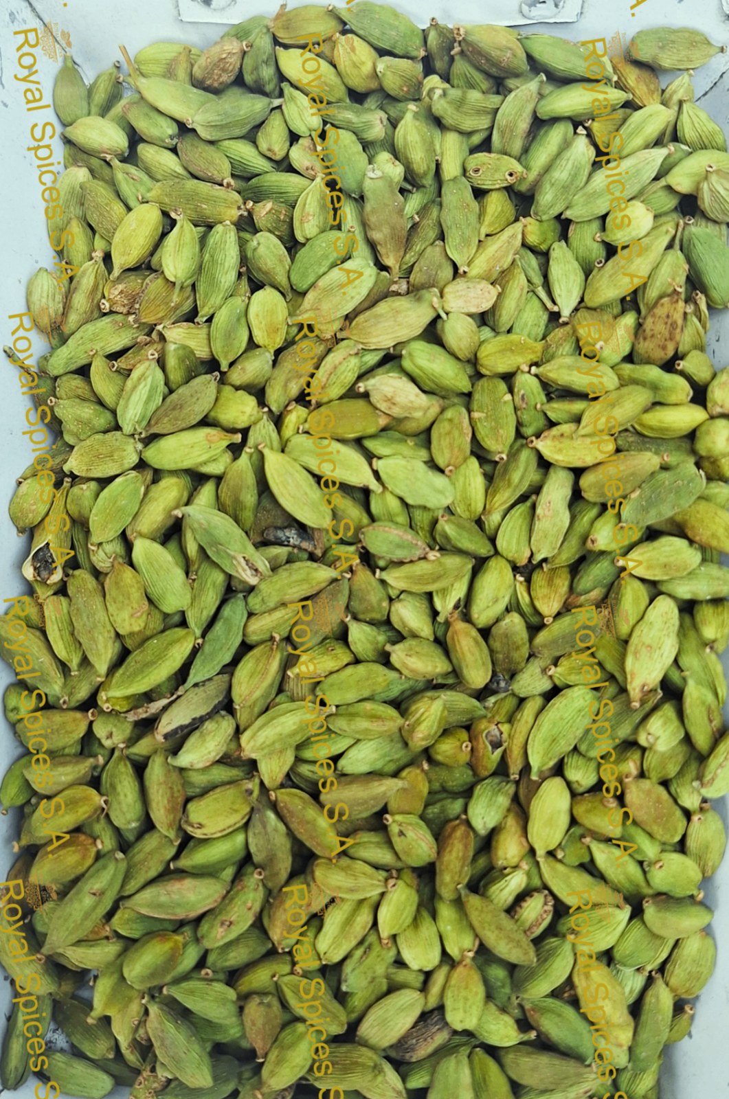 Cardamomo Verde — Intensivo Verde Jumbo/XL