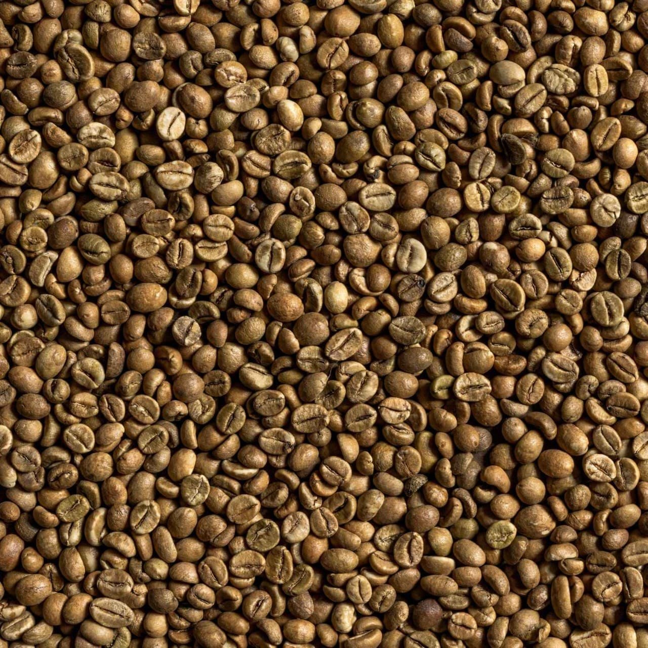 Café Verde — Robusta