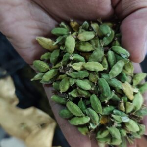 Cardamom